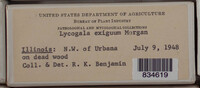 Lycogala exiguum image